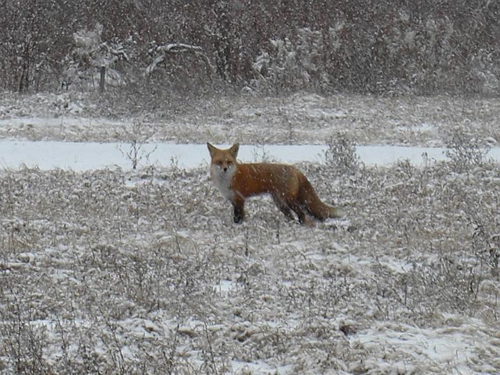 Christmas Fox 2007 005.JPG